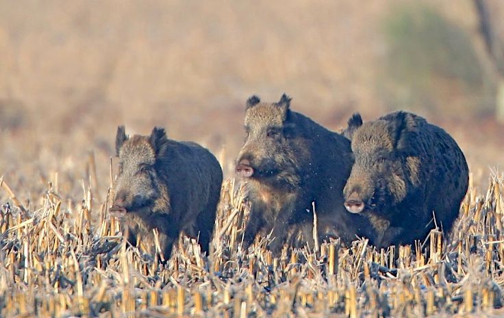 ALERTE – Dans le Gers, les éleveurs n’en peuvent plus